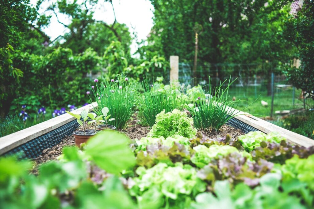 Lettuce and chives growing in a wooden raised garden bed in Gesees
